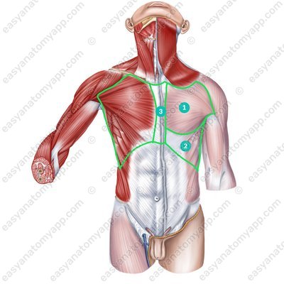 Anatomical regions within the chest